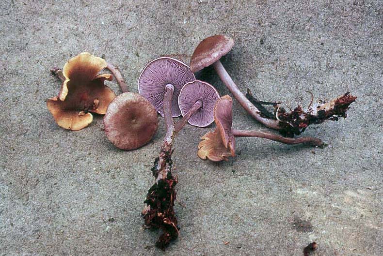 Baeospora myriadophylla